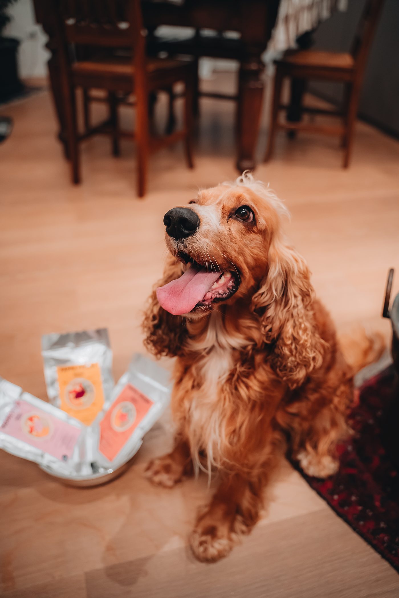 Glücklicher Hund neben Pappa Fresh Beuteln, frisches Monoprotein-Futter