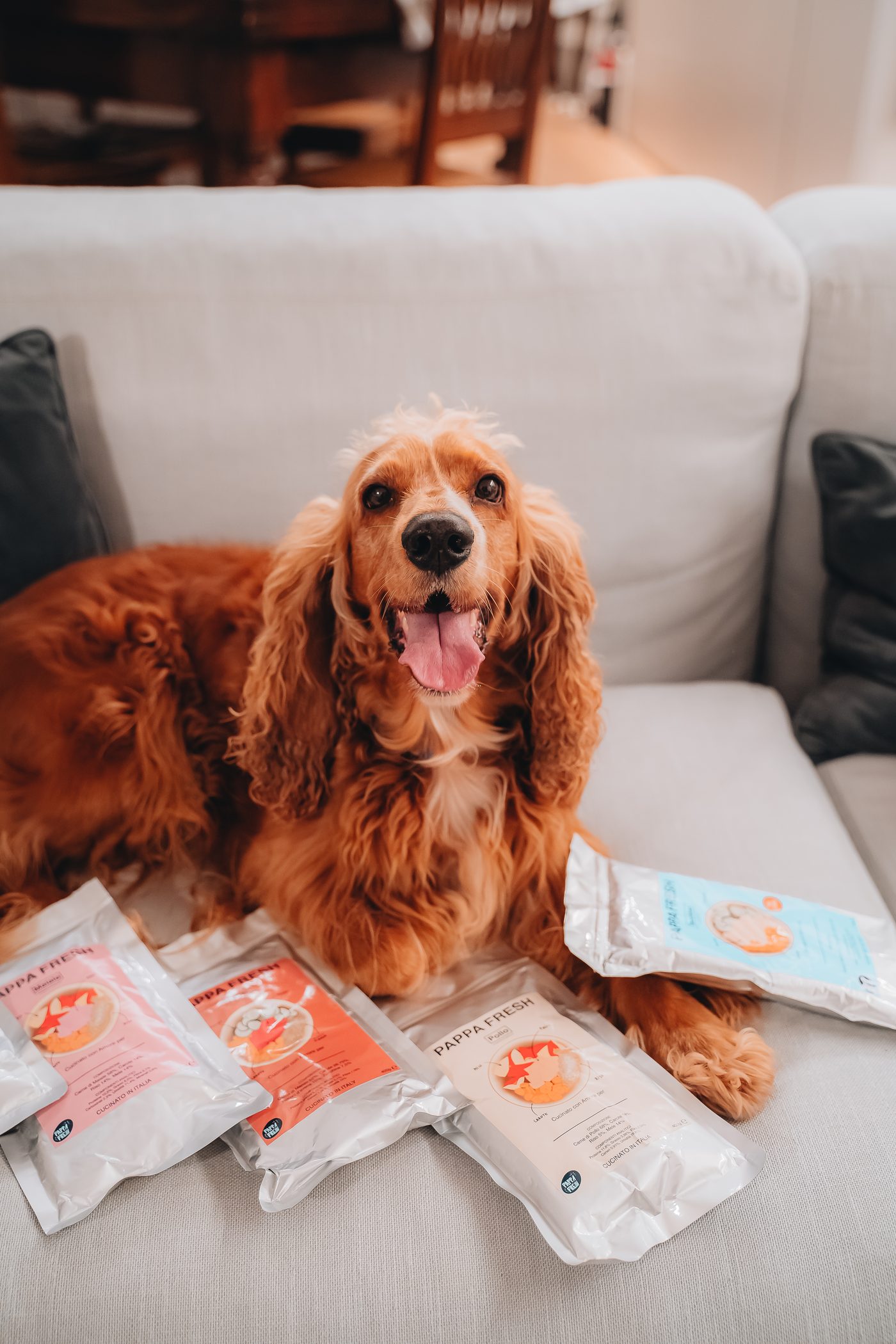 Hund auf dem Sofa neben Pappa Fresh Beuteln, frisches Monoprotein-Hundefutter